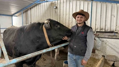 Aksiliklerinden kantara &ccedil;ıkamıyorlar: 4 yaşındaki dev tosunları g&ouml;ren bir daha bakıyor
