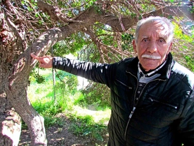 Ala&ccedil;atı&rsquo;da, sakızın 70 yıllık ge&ccedil;mişini anlattılar
