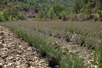 Alanya Belediyesi&rsquo;nin lavanta bah&ccedil;esinde ilk hasat yapıldı
