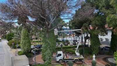 Alanya&rsquo;da Akdeniz &ccedil;am kabuk b&ouml;ceğine karşı ortak m&uuml;cadele başlatıldı
