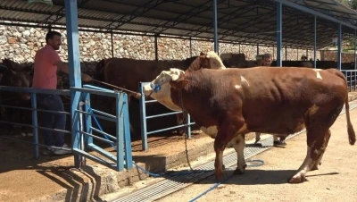 Alanya&rsquo;da kurban pazarının g&ouml;zdesi 1 ton 200 kilogramlık dana 450 bin TL&rsquo;ye alıcı buldu
