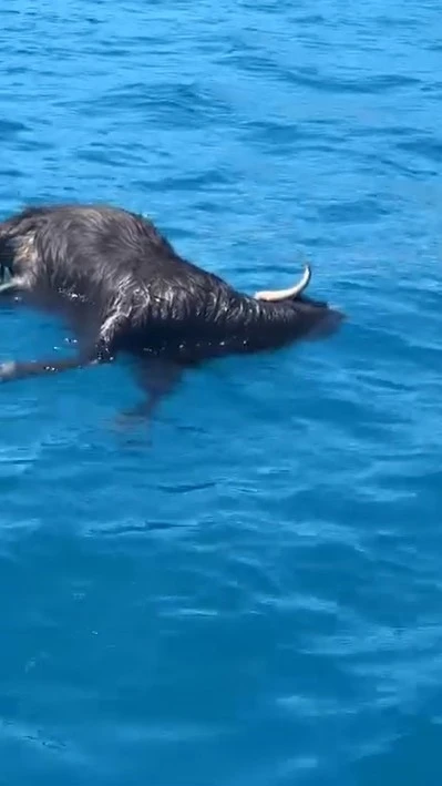 Alanya Kalesi a&ccedil;ıklarında denizde &ouml;l&uuml; ke&ccedil;i bulundu
