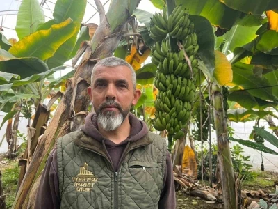 Alanya, T&uuml;rkiye&rsquo;nin muz ihtiyacının y&uuml;zde 40&rsquo;ını karşılıyor
