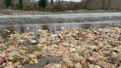 Alaplı&rsquo;da &ccedil;ay yatağında onlarca tavuk &ouml;l&uuml;s&uuml; bulundu
