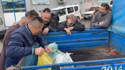 Alaplı’da kuraklık ve gal arısı istilası ünlü kuzu kestanesini de vurdu
