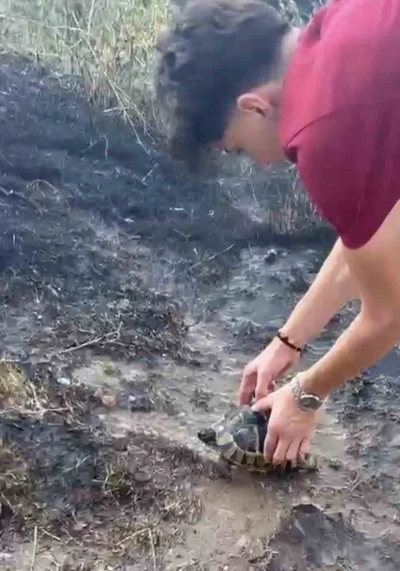 Alevlerin arasından kurtardıkları kaplumbağayı serinlettiler
