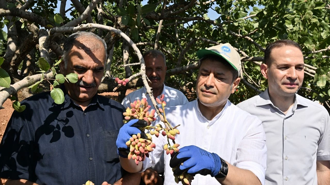 Ali Şahin: “Yeşil Altın’ın Bereketi Sulamayla Artacak”