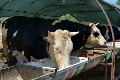 Aliağa&rsquo;da kurbanlık hayvan kesim fiyatları belli oldu
