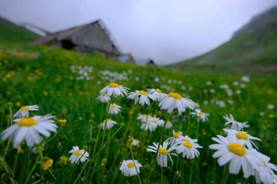 Alpleri andıran manzarasıyla Dulağa Yaylası baharın renklerine b&uuml;r&uuml;nd&uuml;
