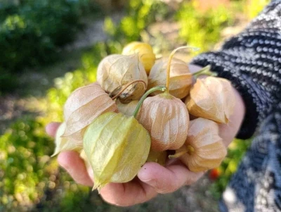 Altın Çilek bereketi pazar tezgahına yansıdı
