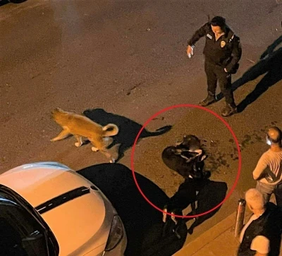 Altınordu Belediyesi çöp kamyonu sokak köpeğini ezdi

