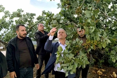 Altun, dolu yağışlarının ardından fıstık bah&ccedil;elerini gezdi
