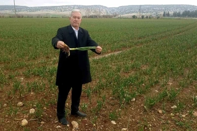 Altun, "Yağışlar AB Tescilli Araban Sarımsağının kalite ve rekolteyi arttıracak"

