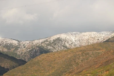 Amanoslar beyaza b&uuml;r&uuml;nd&uuml;
