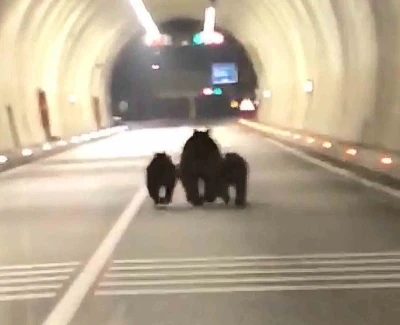 Amasra tünelinde 3 ayı görüntülendi
