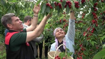 Amasya&rsquo;da dalları kiraz bastı, bu yıl 50 bin ton rekolte bekleniyor
