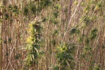 Amasya’da kenevirde hayal kırıklığı: Kenevir ekim alanı 6 bin 500 dekardan 850 dekara düştü
