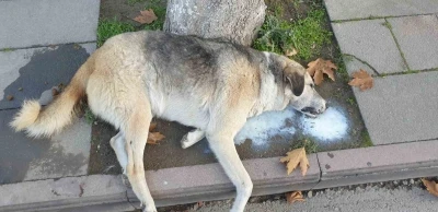 Amasya’da şehrin göbeğinde köpek ve kediler ölü bulundu
