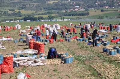 Amasya&rsquo;da soğan hasadı başladı: Tarlada kilosu 12-25 TL arasında
