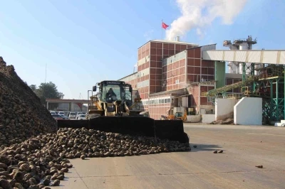 Amasya’da zirai don ve kuraklık şeker pancarını vurdu: 10 bin dekarlık alanda üretim yapılamadı
