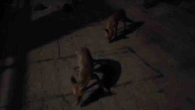 Amasyalı çiftçiden aç kalan tilkilere pasta, kirpilere fıstık
