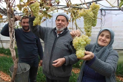 Amasyalı Feruziye nine serada kışın üzüm yetiştirip satıyor
