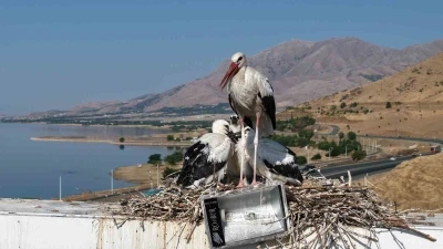 Anadolu&rsquo;da leyleklerin g&ouml;&ccedil; hazırlığı
