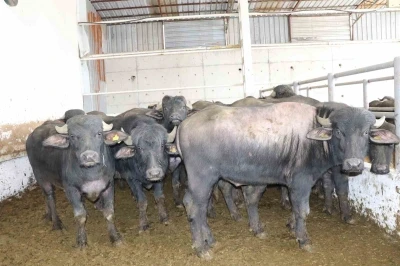 Anadolu mandaları yetiştiricilere teslim edildi
