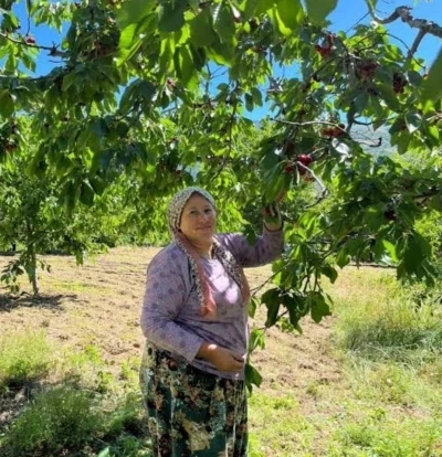 Andırın&rsquo;da &Ccedil;ığşar kirazında hasat başladı

