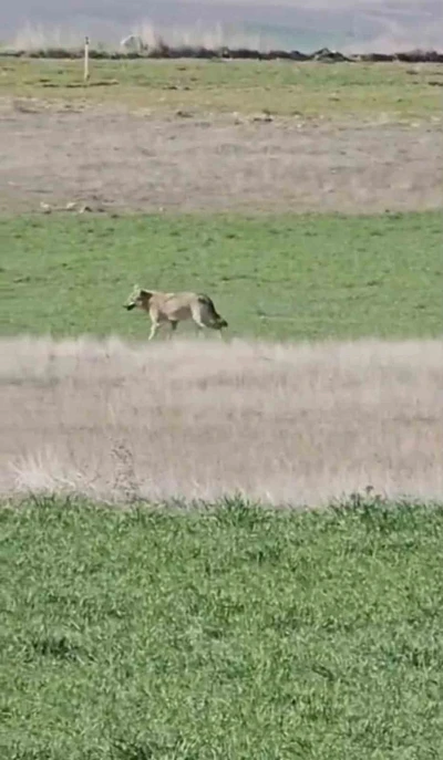 Ankara&rsquo;da a&ccedil; kalan kurtlar tarlalara indi

