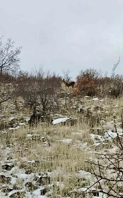 Ankara&rsquo;da geyik s&uuml;r&uuml;s&uuml; kameralara yansadı
