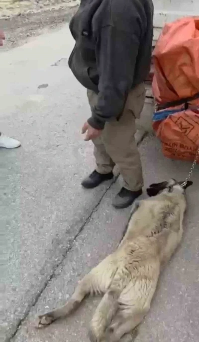 Ankara&rsquo;da kamyonetin arkasına k&ouml;peği bağlayıp s&uuml;r&uuml;kleyen s&uuml;r&uuml;c&uuml; g&ouml;zaltına alındı
