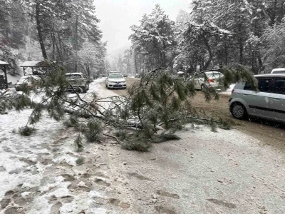 Ankara&rsquo;da karın ağırlığına dayanamayan &ccedil;am ağacı devrildi
