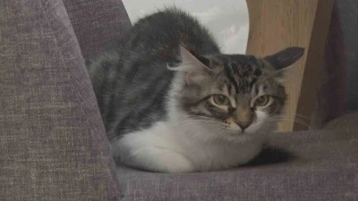 Ankara’da vatandaşın çabalarıyla kurtarılan kedi Hollanda yolcusu
