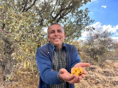 Ankara’nın dağlarında yetişen şifa: &quot;Alıç meyvesi hasadı başladı&quot;
