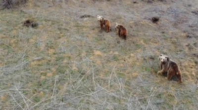 Anne ayı ve iki yavrusu havadan görüntülendi
