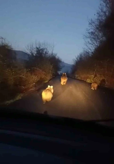 Anne ayı ve yavruları kamerada
