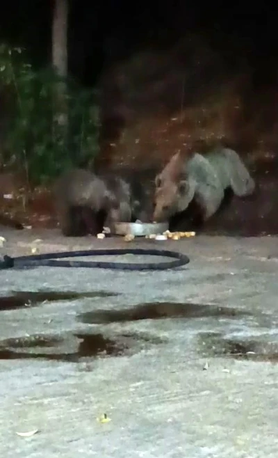 Anne ayı yavrularını da alıp geldi, karnını doyurdu
