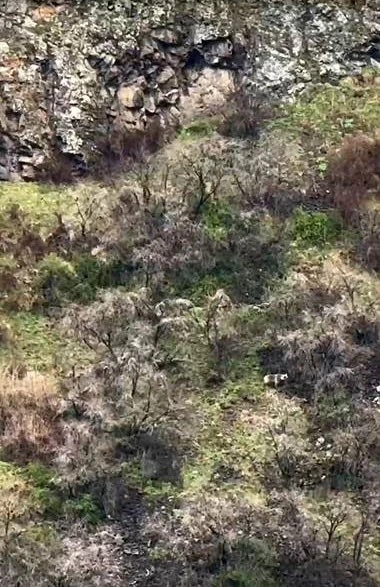 Anne boz ayı 2 yavrusuyla kayalıklarda ilerlerken görüntülendi
