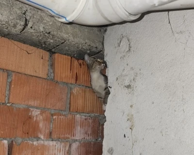 Anne kedi ve 4 yavrusu sıkıştıkları yerden kurtarıldı
