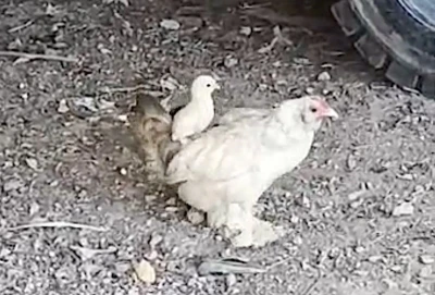 Anne sırtında keyifli gezinti
