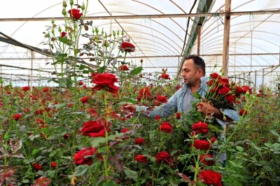 Anneler g&uuml;n&uuml; fırsat&ccedil;ıları iş başında: &Uuml;reticiden 20 TL&rsquo;ye &ccedil;ıkan g&uuml;l annelere 150 -200 TL&rsquo;ye ulaşıyor
