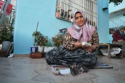 Anneleri telef olan yavru kedileri merhametiyle b&uuml;y&uuml;ten kadın, hayvanları biberonla besliyor
