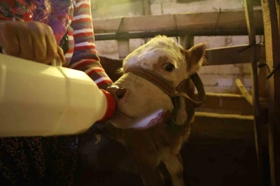 Annesi &ouml;len buzağıyı elleriyle besliyorlar
