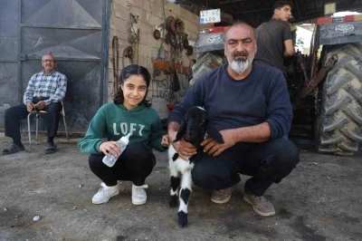 Annesi telef olan kuzuya şefkatle yaklaşan aile, Karabaş&rsquo;ı biberonla besliyor
