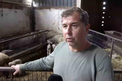 Annesi ve kardeşleri ölen kuzunun yürek burkan hikayesi
