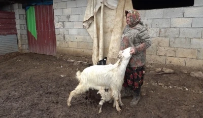 Annesinin kabul etmediği kuzuyu ke&ccedil;iler sahiplendi
