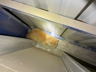 Antakya’da market duvarı arasında mahsur kalan kediyi itfaiye kurtardı
