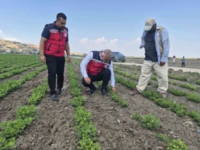 Antakya&rsquo;da yer fıstığı &uuml;retimi yapılan araziler incelendi

