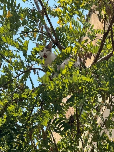 Antalya&rsquo;da ağa&ccedil;tan inemeyen kedi vin&ccedil; yardımıyla kurtarıldı
